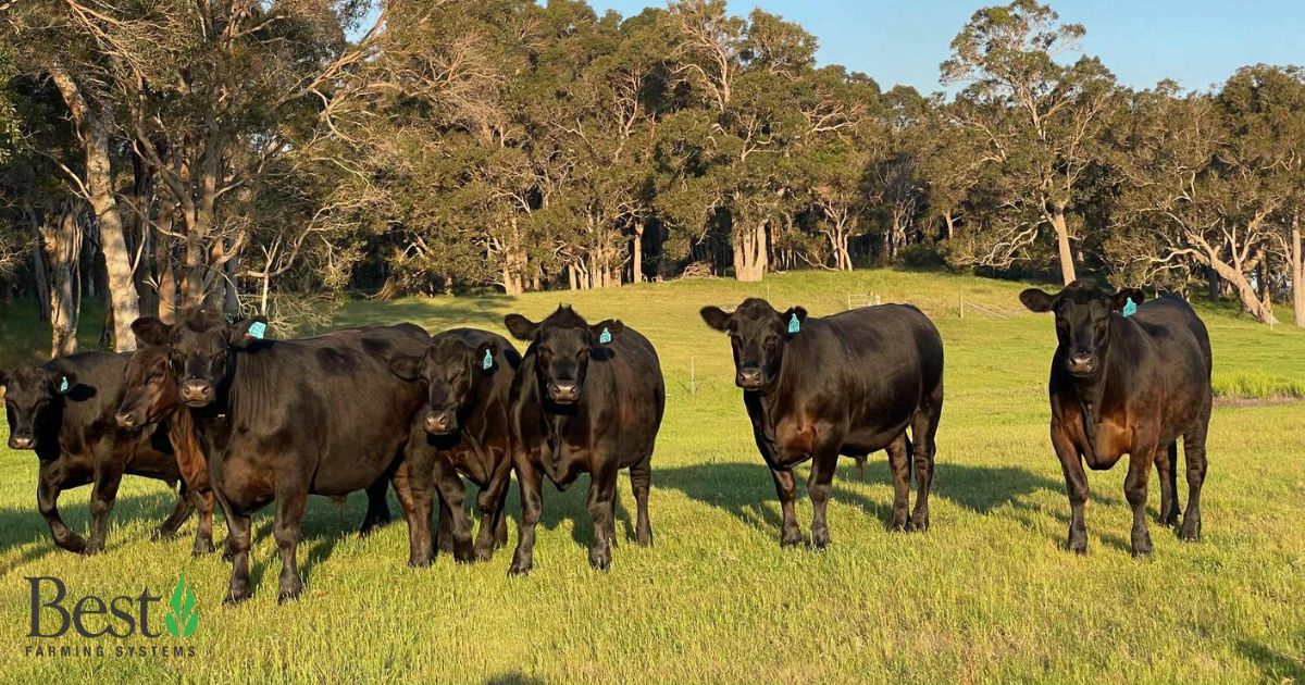 Bestfarmingau's tweet photo. From paddock to plate 🥩

Colin’s 100% grass-fed beef speaks for itself,  just look at that marbling. After 10+ yrs using Best products, plus 100kg natural fert, his cattle thrive only on pasture. Healthy soils = healthy animals.

#BestFarmingSystems #GrassFedBeef #SoilHealth https://t.co/dF5sv256zf