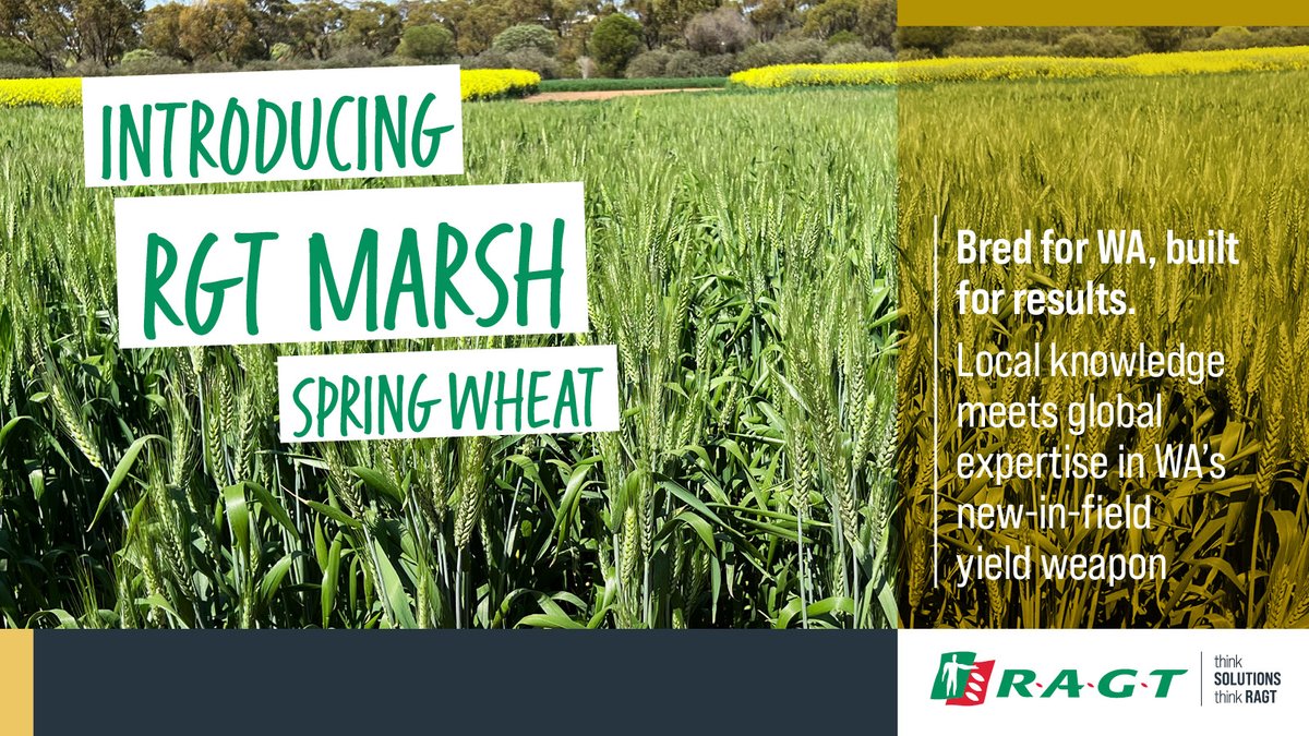 RAGTAU's tweet image. Introducing RGT Marsh – bred for WA, built for results.
Local knowledge meets global expertise in our newest wheat variety. To find out more visit: ragt.au/product/rgt-ma… #ThinkSolutions #RAGTAustralia #RAGTwheat #RAGTSeeds #wheat #wheatvariety #wheatfarming #broadacre