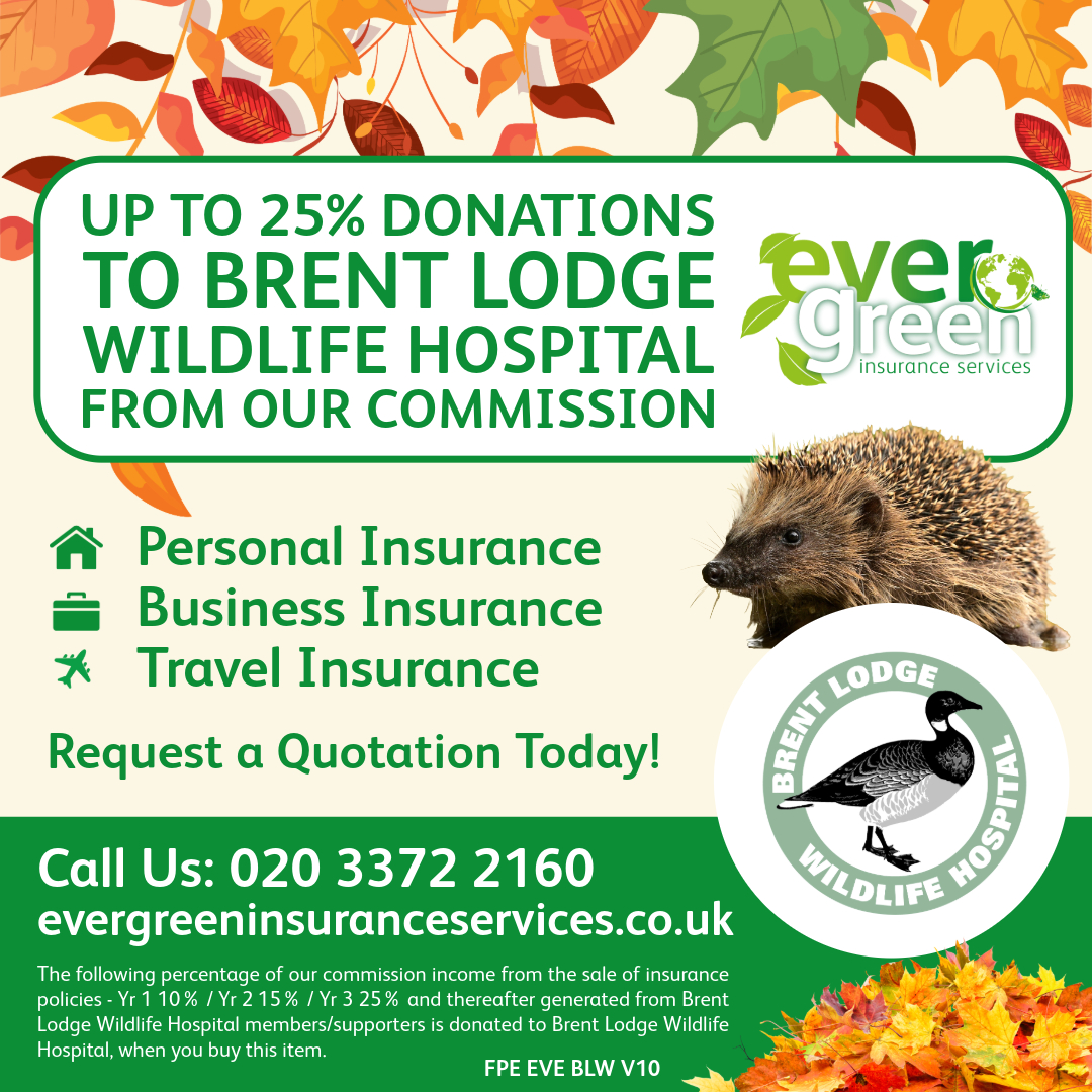 As hedgehogs prepare to hibernate, Brent Lodge is there to help the injured. Every policy with us helps! @BrentLodge 🦔🍂 #BrentLodge #EvergreenPartnership #WildlifeRescue