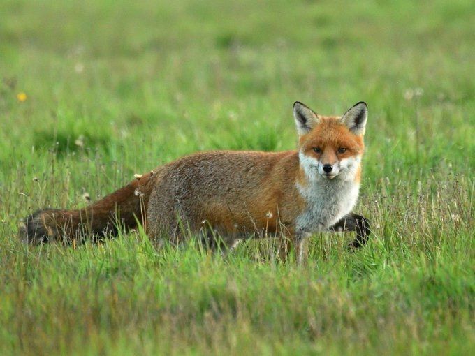ChrisGPackham's tweet image. Good morning . Your #FoxOfTheDay today from @ChrisChalkPhoto , thank you Chris .