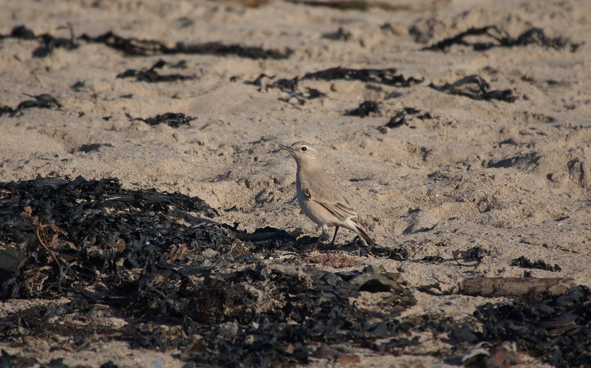 Andrew Kinghorn tweet media