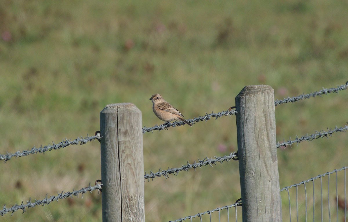 Andrew Kinghorn tweet media