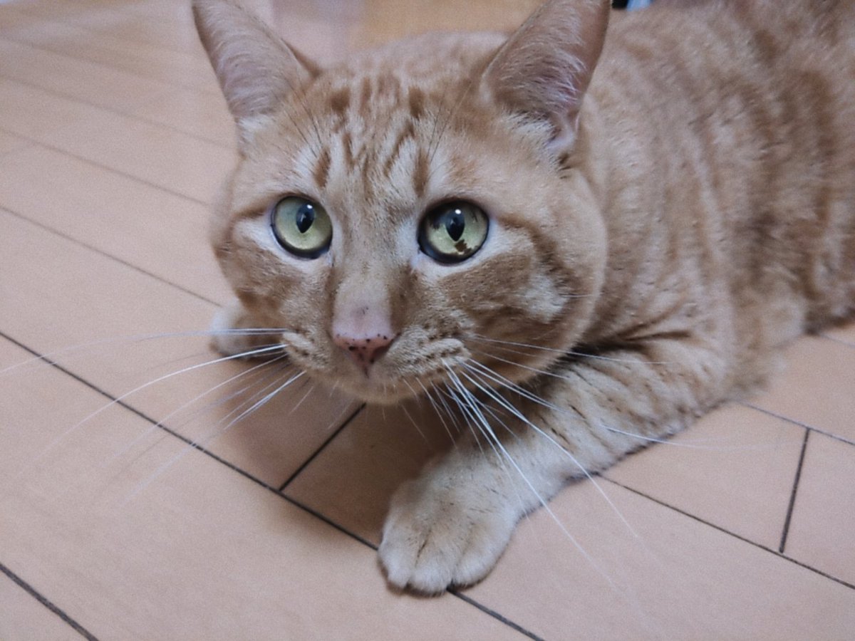 Mine_kankyo's tweet photo. https://t.co/YzY0vTBuB0