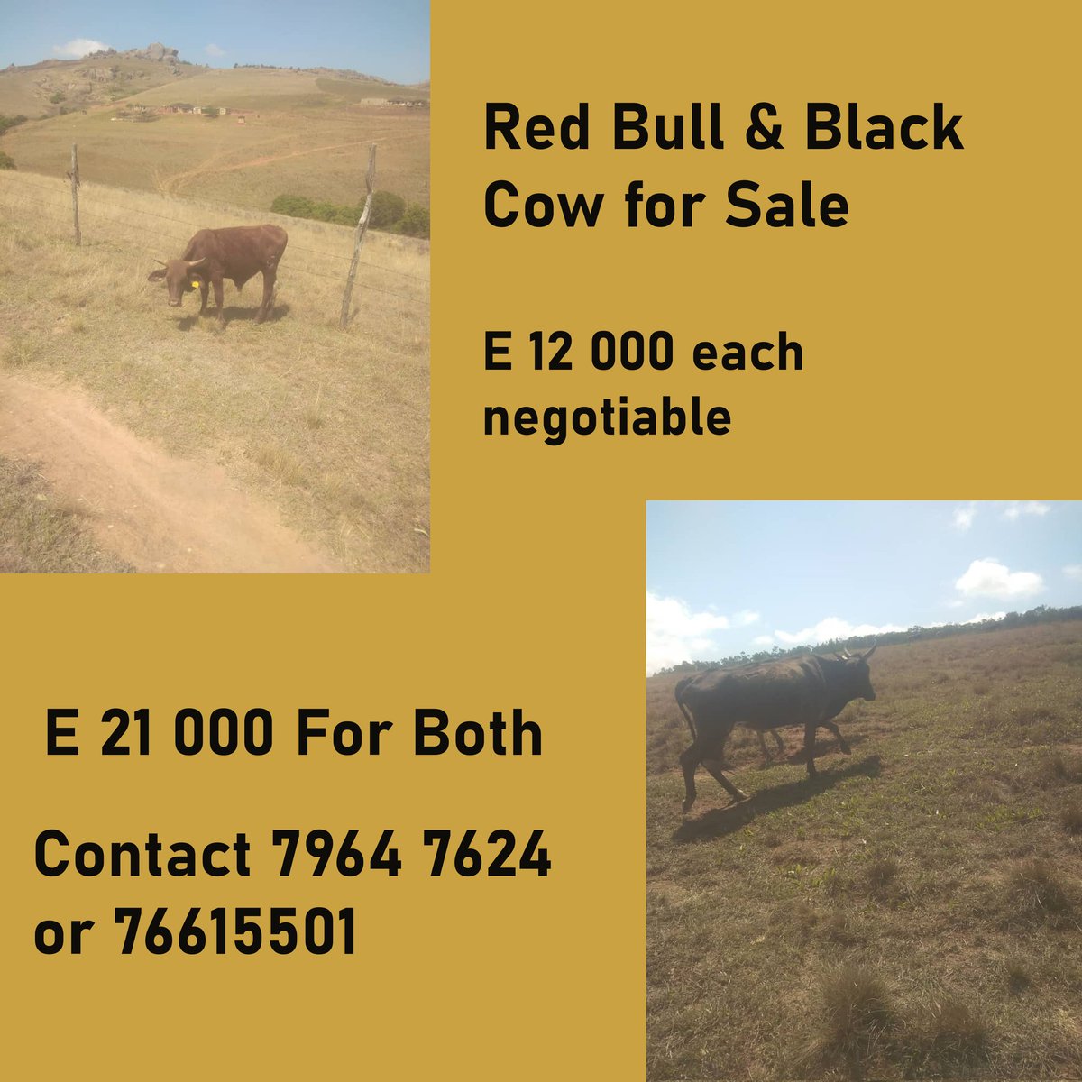 Bargain Available till next week Tuesday... 

#Tini | #TiniX | #eSwatini | #MadlangaCommission | #generalkhumalo | #generalmkhwanazi | #BetwayPrem