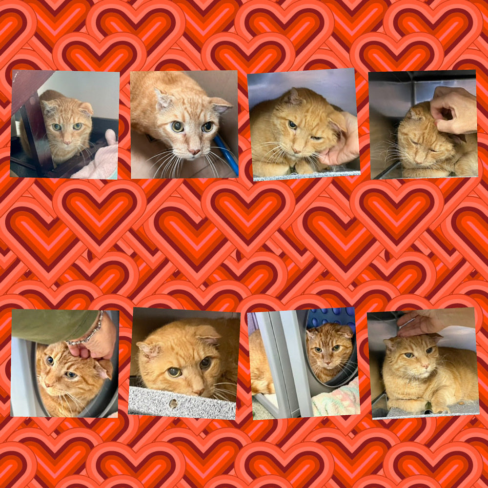 Kimberlykokourt's tweet photo. SANDY NEEDS A PLACEMENT BY THURSDAY OCTOBER 2, 2025 BY 12PM:
Hello, my name is Sandy. #sandy: #ID237635. I am a desexed male ginger tabby #cat at the #ManhattanACC. Age: 10. #CatsOfX #NYCACC : Chronic Ear Infections! #Donate #Rescue #SaveSandy #Foster #Sponsor #Adopt #Pledge RT https://t.co/ZFZMV1FMCG