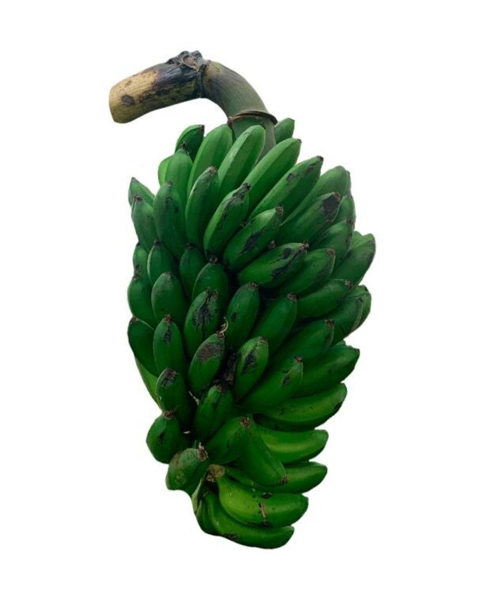RuidoEterno's tweet photo. @RobTor1592 @JAVIERMART83018 @cejaspobladas Colicero es esta variedad específica de plátano. No es el mismo "plátano azúcar" pequeñito que se come maduro, este no se deja madurar y sirve sobre todo para la sopa de colicero (no shit), esa sopa de plátano con un color como grisáceo. En tiendas suele estar así, en racimo. https://t.co/Qz93PLLRsd