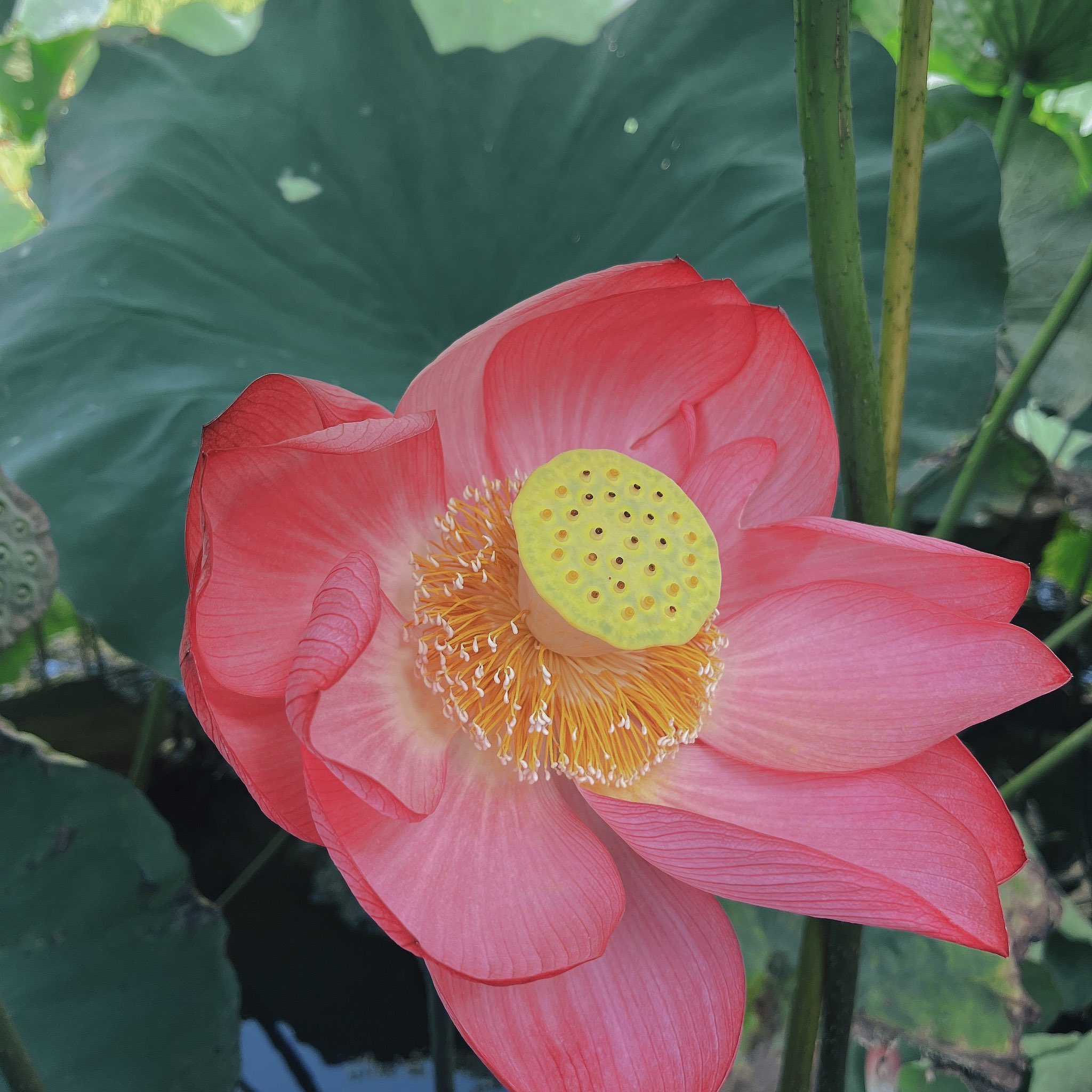 m♡m♡様 リリース情報｜アイドルマスター ミリオンライブ！ THE IDOLM