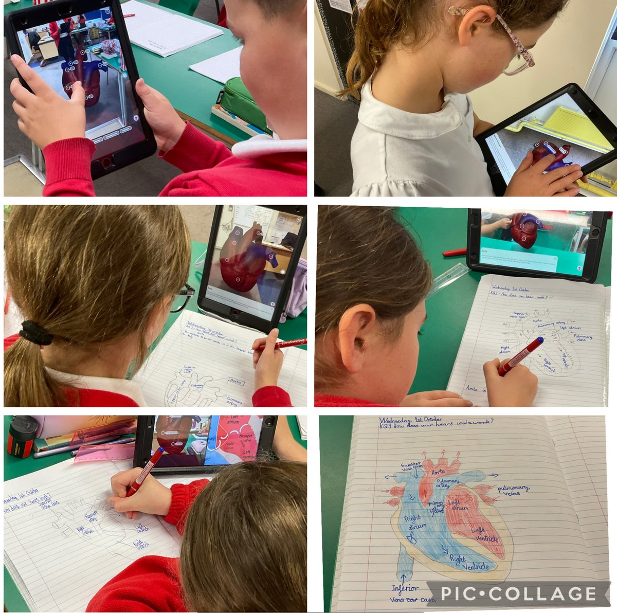 Year 6 have been exploring the human heart today! Using the leARn app, we took a virtual journey through the heart's chambers and vessels. We then drew, labelled, and described key parts like the aorta, vena cava, and more. We’re ready for dissecting a heart next week <a href="/the_atlp/">The Arthur Terry Learning Partnership (ATLP)</a>