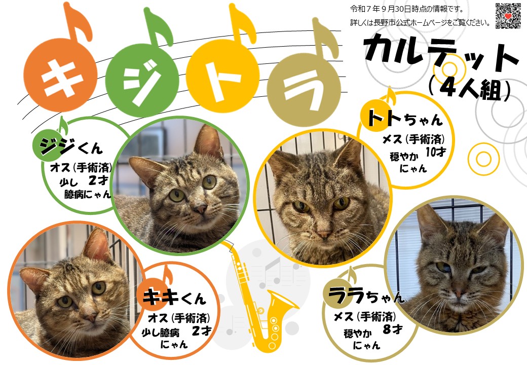 見た目がソックリなキジトラカルテット（4人組）。よ～～～く見ると 
