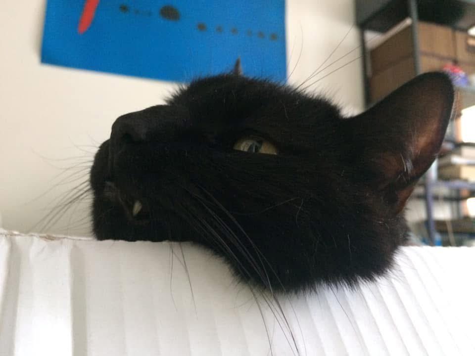 Déjà deux mois que Valou nous a quitté. J’ai retrouvé ces photos rigolotes dans son cher carton aujourd’hui, avec un petit croc dehors, c’était il y a 6 ans.
Il me manque le p’tit père. 
Ayez une pensée pour lui aujourd’hui 🖤🐈‍⬛