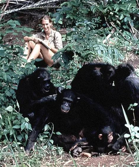 WhemMontomba's tweet photo. Passing her most famous pictures, she embodies the strenght of spirit by her actions as scientist etologist and environmentalist. 
From #JaneGoodall showed that there's no dillema between economy, energies and environment if all are alined for the humanity. https://t.co/DMtbSCW2gJ