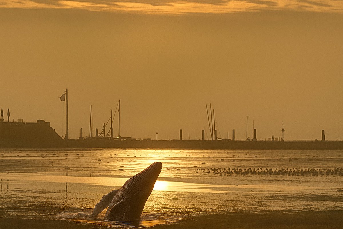 Mark Wolvenne tweet media