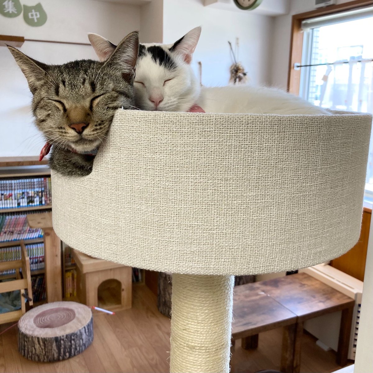 ねこしゃもじ 23区 6113582 ねこしゃもじ 23区 6113582 猫まっしぐら特製 立つにゃもじ