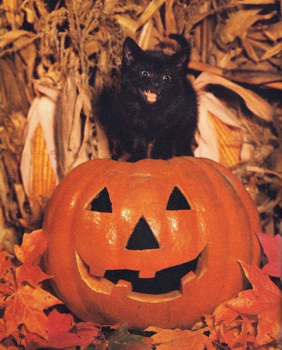 blackscats's tweet photo. https://t.co/37nVerVw1V