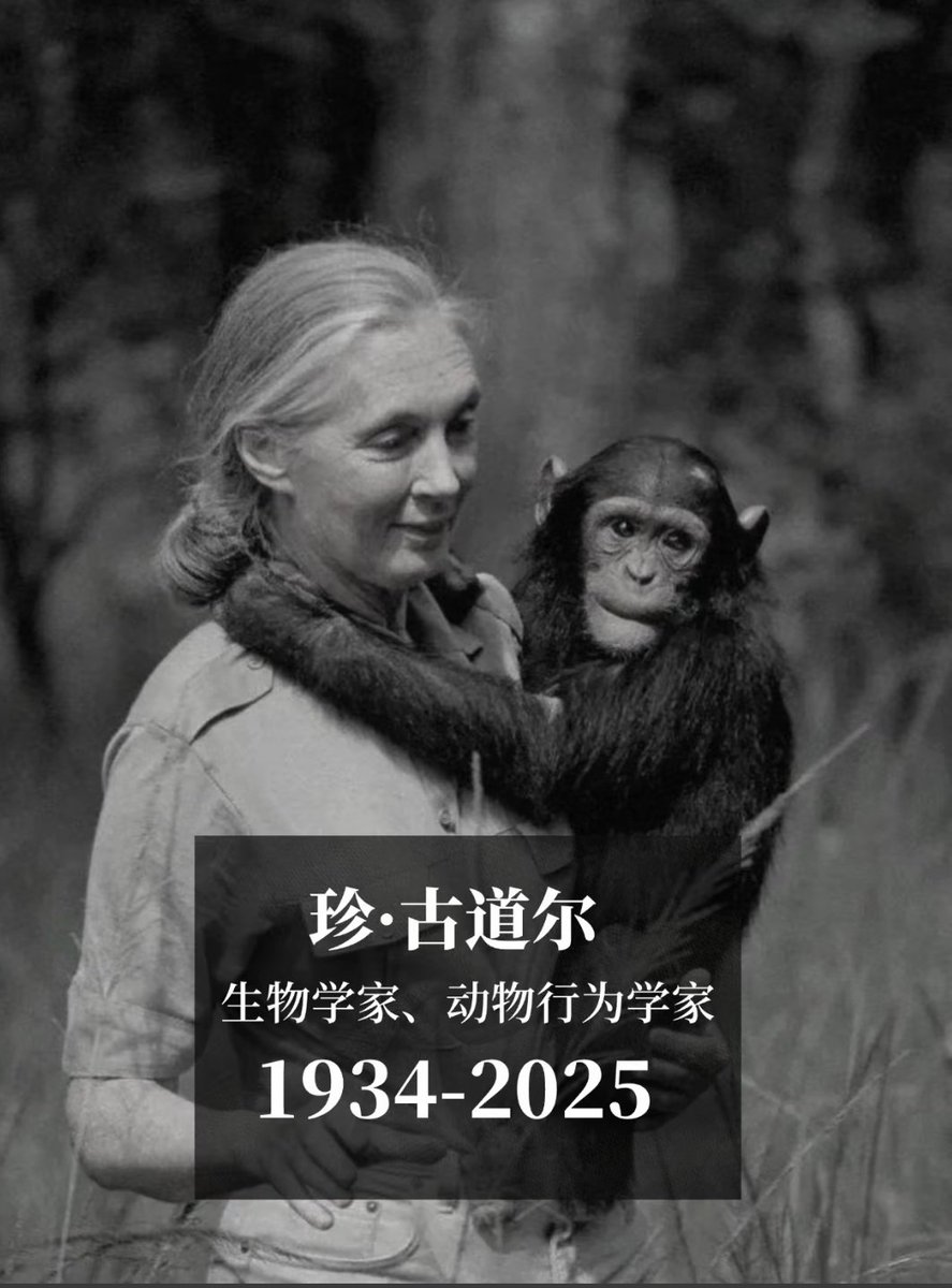 Kore41632141941's tweet image. Famous animal behaviorist Jane Goodall has passed away at the age of 91. She entered the tropical rainforest to study chimpanzees when she was 26.
#JaneGoodall
#international
#Documentary
#chimpanzee