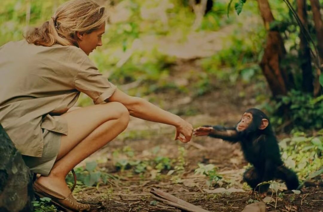 Kore41632141941's tweet image. Famous animal behaviorist Jane Goodall has passed away at the age of 91. She entered the tropical rainforest to study chimpanzees when she was 26.
#JaneGoodall
#international
#Documentary
#chimpanzee