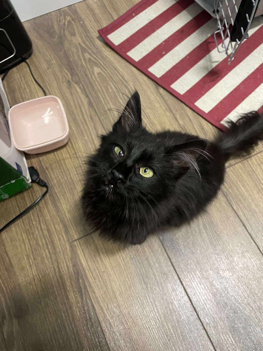 sofiiiika's tweet image. ✨Київ✨ шукаю дім котику😻
Хлопчик, 5-6 місяців 
Дуже ніжний, лагідний, любить сидіти на руках! Вчора весь день в машині проспав у мене на колінах💔
Знає лоток🤞🏻
Всі прививки зроблю! Зі стерилізацією, по настанню потрібного віку, допоможу!! 
0930656391 

Репост🙏🏼