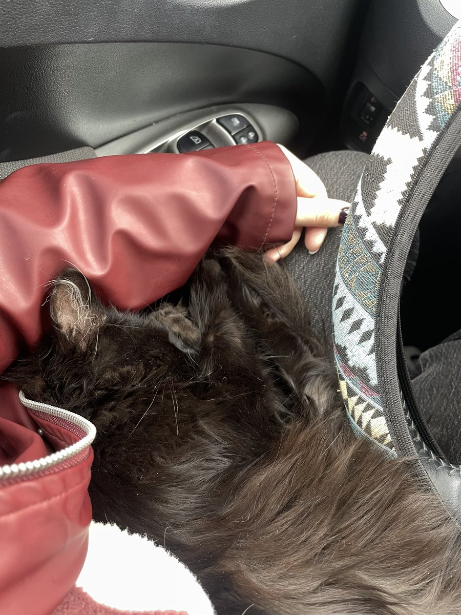 sofiiiika's tweet image. ✨Київ✨ шукаю дім котику😻
Хлопчик, 5-6 місяців 
Дуже ніжний, лагідний, любить сидіти на руках! Вчора весь день в машині проспав у мене на колінах💔
Знає лоток🤞🏻
Всі прививки зроблю! Зі стерилізацією, по настанню потрібного віку, допоможу!! 
0930656391 

Репост🙏🏼