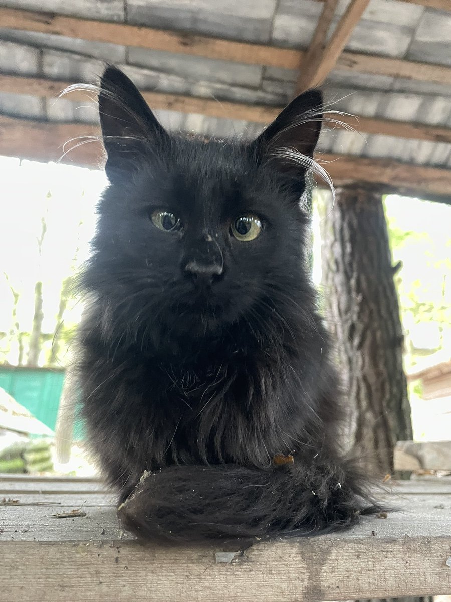 sofiiiika's tweet image. ✨Київ✨ шукаю дім котику😻
Хлопчик, 5-6 місяців 
Дуже ніжний, лагідний, любить сидіти на руках! Вчора весь день в машині проспав у мене на колінах💔
Знає лоток🤞🏻
Всі прививки зроблю! Зі стерилізацією, по настанню потрібного віку, допоможу!! 
0930656391 

Репост🙏🏼