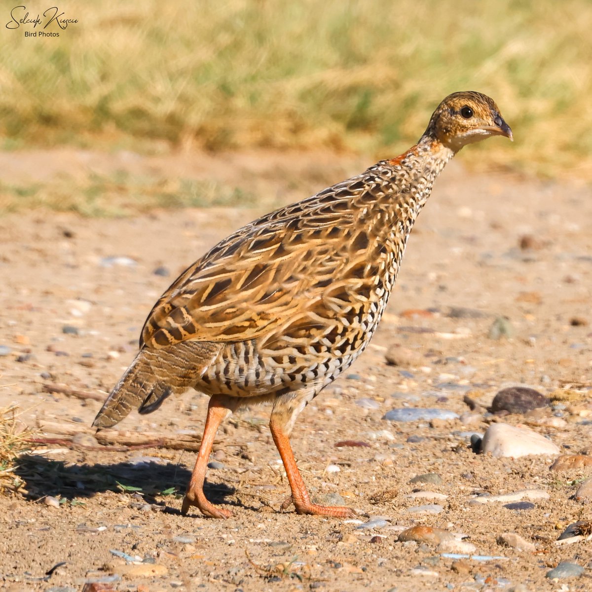 skuscu46's tweet image. Mekanımın hoş sürprizi...😍Bayılıyorum böyle anlara, doğada her an her şeyle karşılaşmak mümkün...🥰

#turaç #selcuk_kuscu_birds #KahramanmaraşKuşları