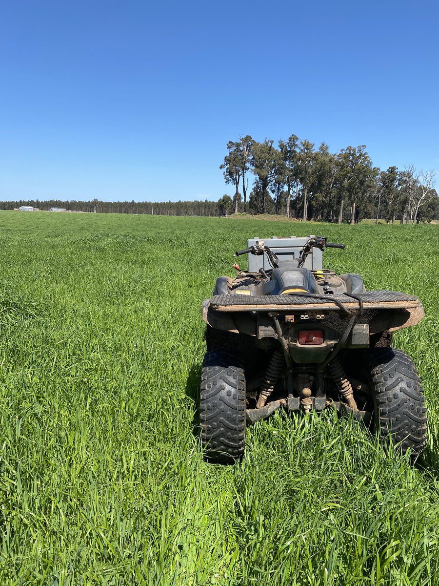 Very fortunate to get pastures back into a strong rotation after a very wet and cold winter. Hopefully a drop of rain on the weekend plus follow up to finish the season…🤞