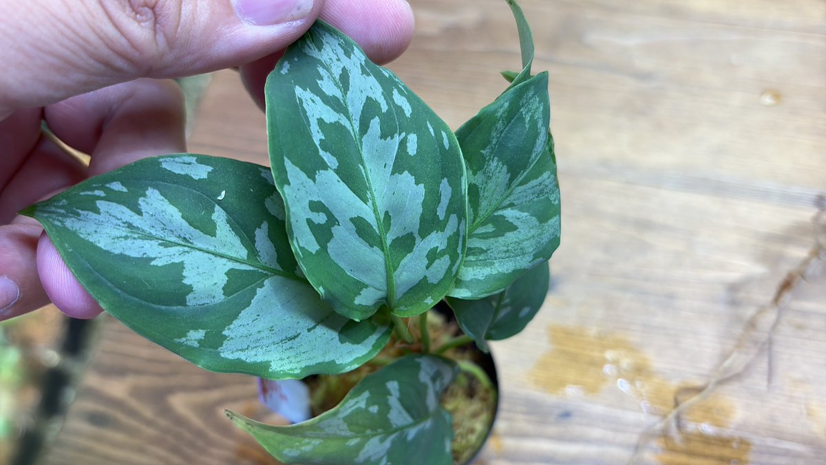 Plants_Base tweet picture