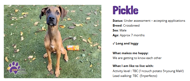 PDRescue's tweet photo. 💜 PICKLE 💜

https://t.co/B32YyJrZ7S

#adoptshop #Warwickshire #rescuedogs https://t.co/kehRIiriYg