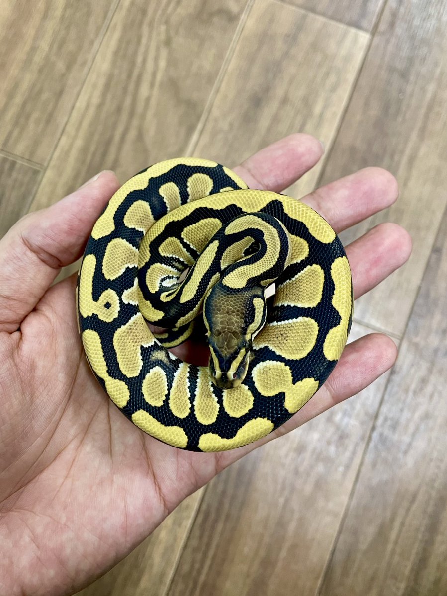 Nell_python's tweet image. デザートゴースト♀お迎え
自分に誕生日プレゼント🎂