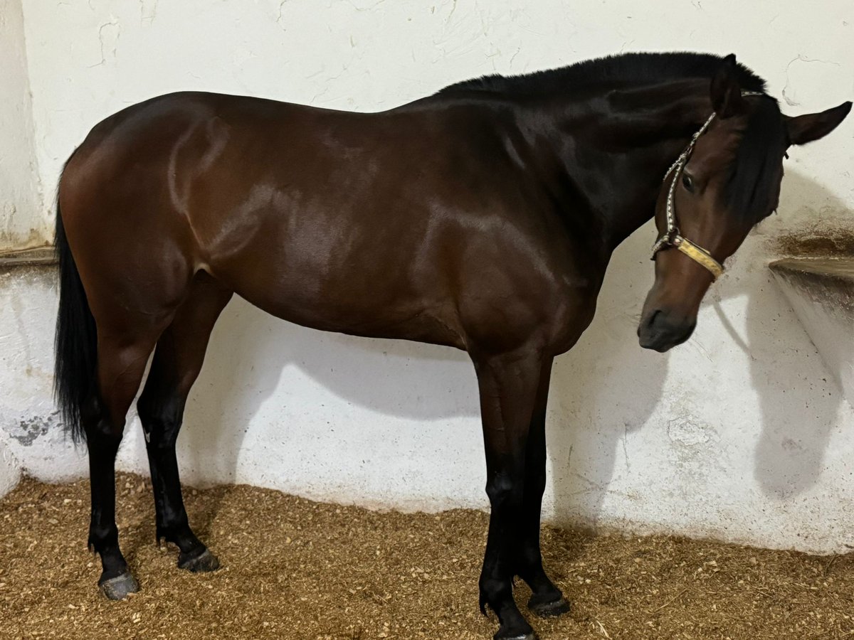 ALAGİDİN yarış hayatını sonlandırarak bu yıl ESPİNOZA'dan aşım görmek için ekürimize döndü.
Espinoza için uzun zamandır Halicarnassus kızı damızlık arayışım vardı, bu konuda yardımcı olduğu için sevgili <a href="/avmehmetozkan1/">Mehmet Özkan</a>  kardeşime çok teşekkür ederim.