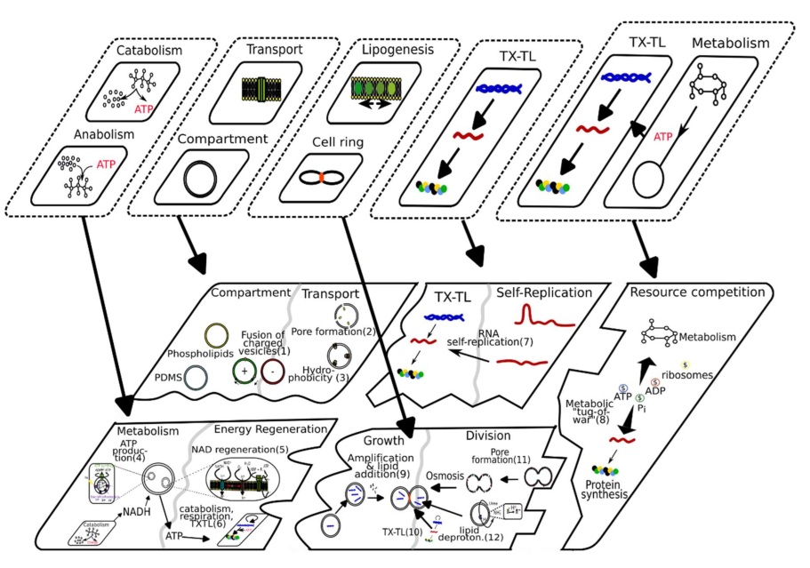 manishmicrobe's tweet image. Pleased to share that our review on 'Reconstituting alternative life using the test-bed of cell-free systems' is now out in the Phil Trans B special issue on 'Origins of life'. royalsocietypublishing.org/doi/10.1098/rs…
Co-authors Maud Hofmann, @FaroukAbdo_ , and @O_Borkowski