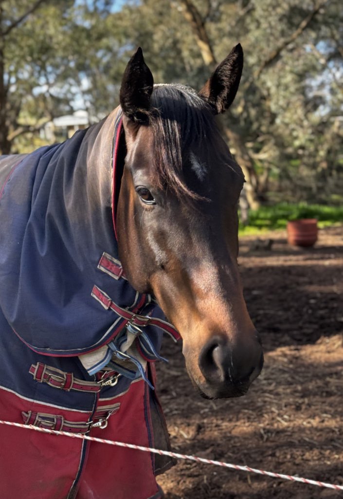 The sweetest guy there is! Swift Circle gets his second win <a href="/GeelongRaceClub/">Geelong Racing Club</a> today! Go Mitchy! 💙💜💛
