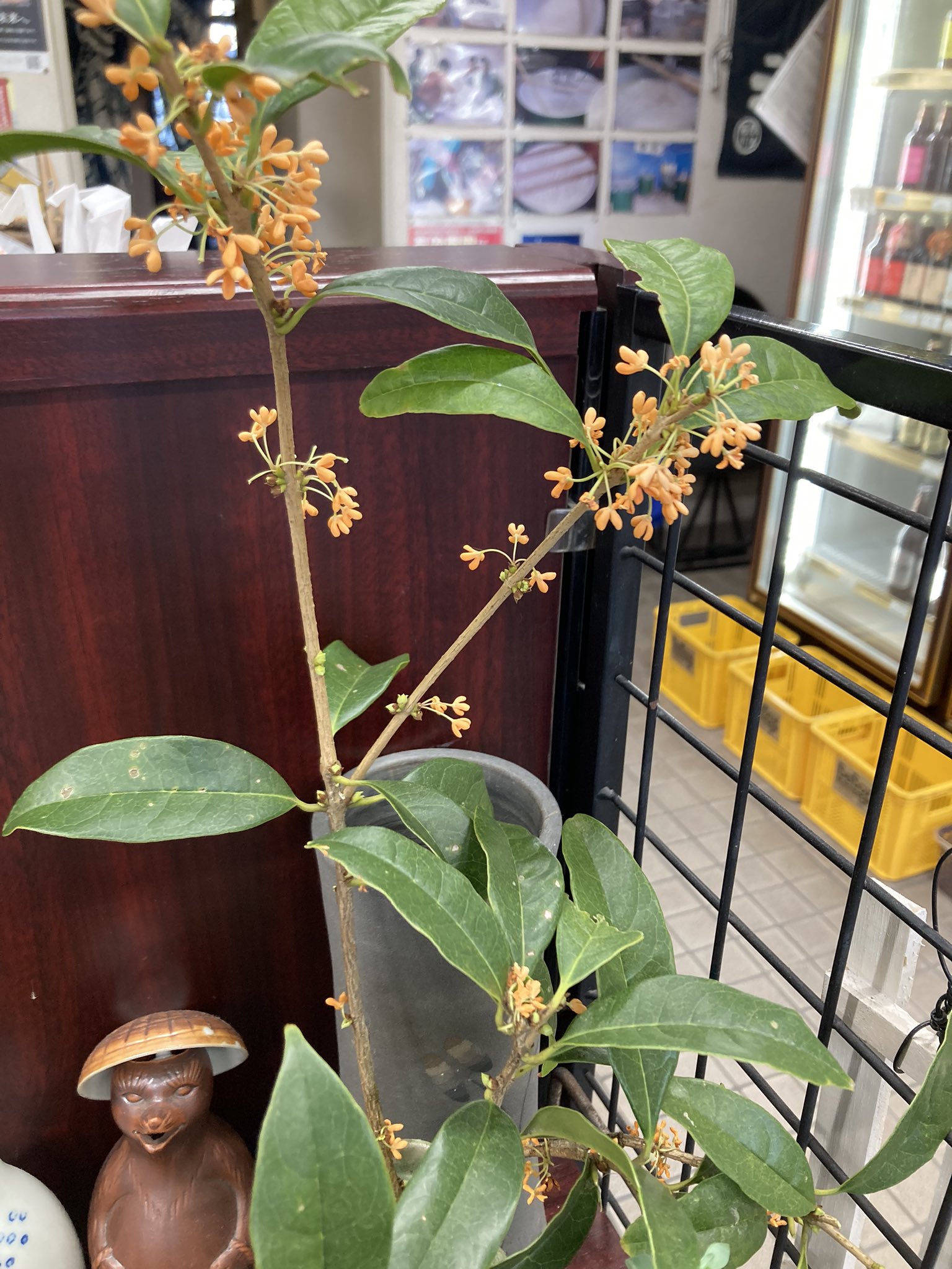 きんもくせいページ 24kinmokusei-2.jpg