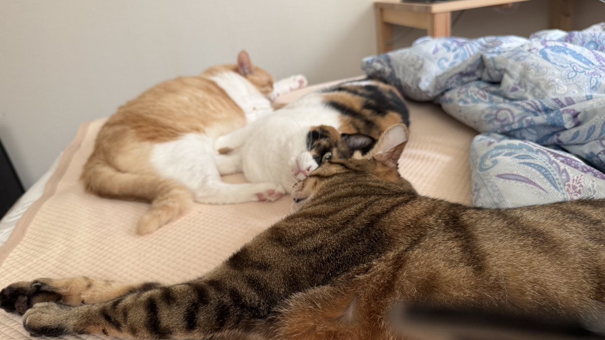ねこめし圧縮庵様 楽天市場】アイシア ねこがキュン 鶏ささみ味 84g（7g×12