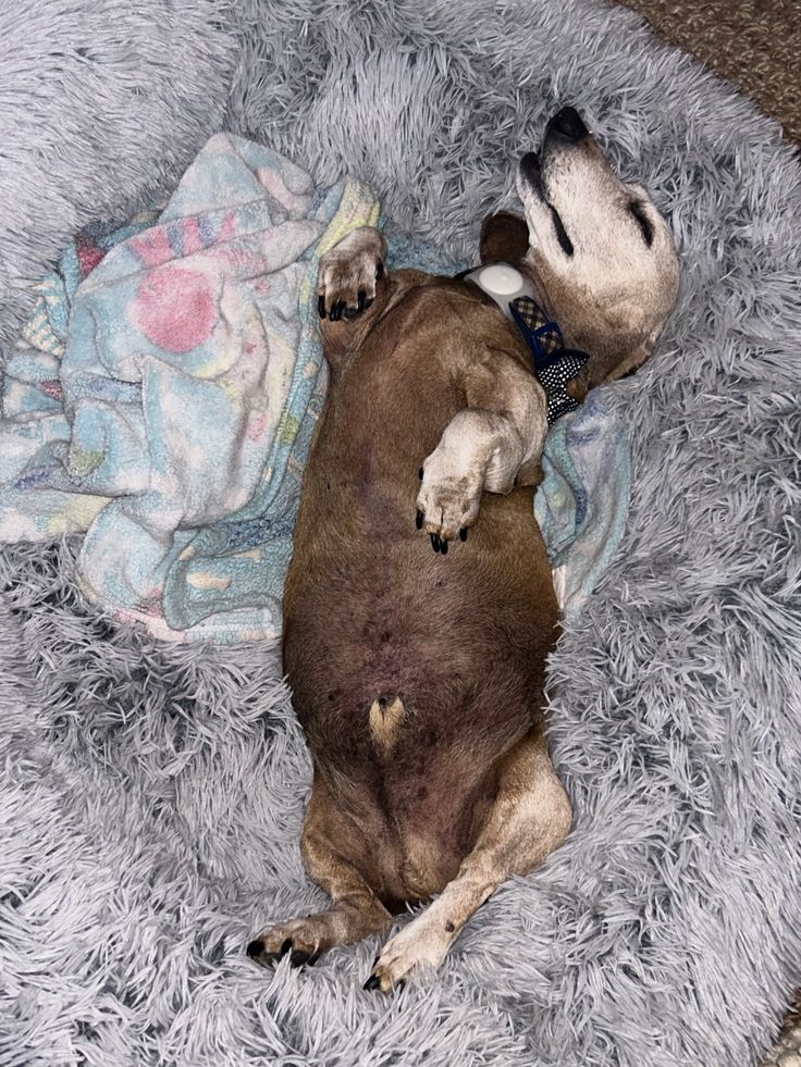 dachshund_heave's tweet image. He is 19 today❤️
