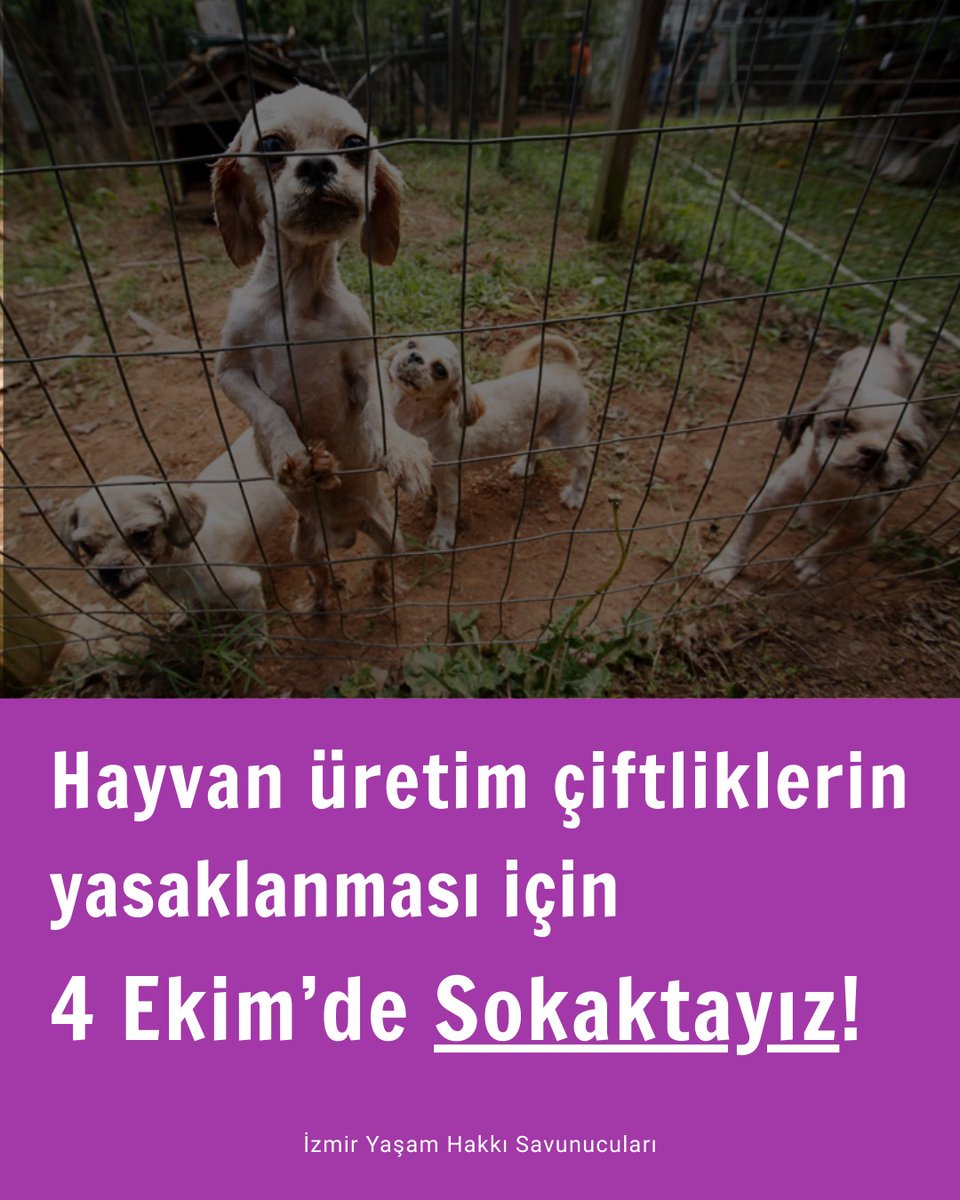 Bizler sokaktaki hayvanlara yuva bulmaya çalışırken;  yetkililer üretim ve hayvan satışını yasaklamayarak rant odaklı yaklaşmaktadır. Asıl krizin nedeni üretim çiftliklerinin kapatılması için 4 Ekim'de sokaktayız! 

📍 Alsancak Gar önü 
🗓 04.10.2025
🕧 19:00

#4EkimdeSokaktayız