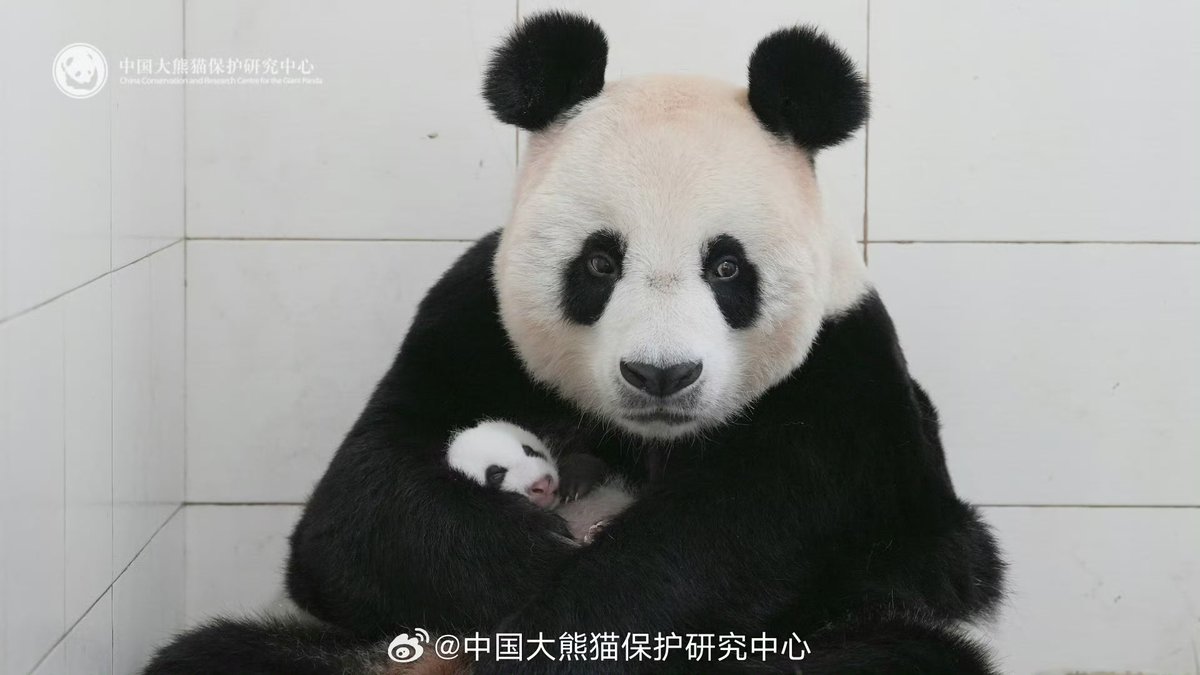 pandas_fr's tweet image. 🐼🍼🇨🇳 Le CCRCGP a publié des photos de #NaNa (#娜娜) avec un petit né cet été à la base de #Bifengxia.
Elle est aussi la mère de #XingHui (@pairidaiza) et #CaiTao (@TSI_Bogor).
Retrouvez la liste des naissances connues de 2025 ici ⤵️⤵️
panda.fr/naissances-202…