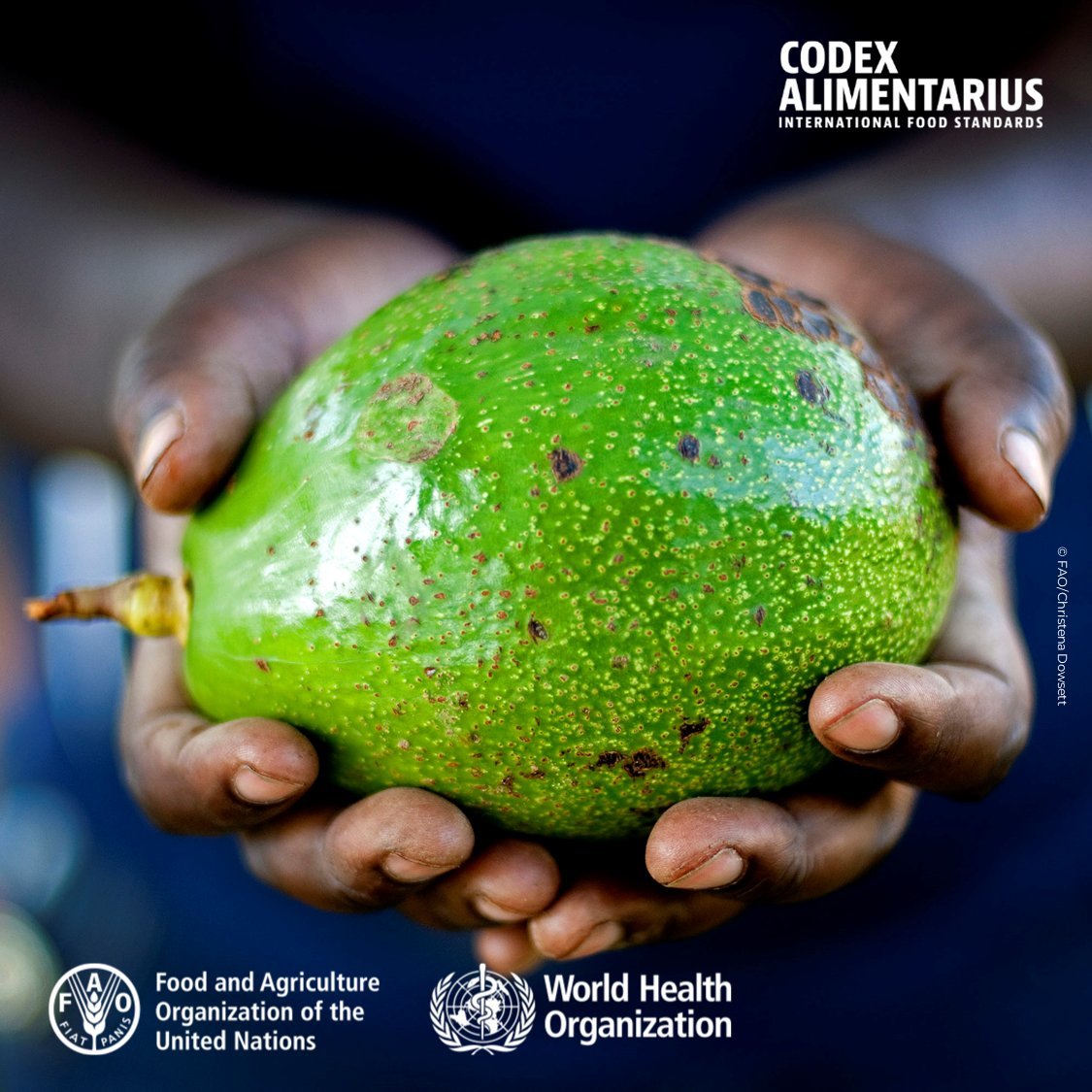 FAOWHOCodex's tweet image. 📙 | The Maya believed that avocados nourished the body externally as well as internally and they were right❗️ #Avocado is rich in:
🔸 Fiber
🔸 Vitamin K
🔸 Magnesium
🔸 Potassium
👉To protect consumer health, #Codex adopted a standard for 🥑
➕ℹ️➡️ bit.ly/2RBiqYx