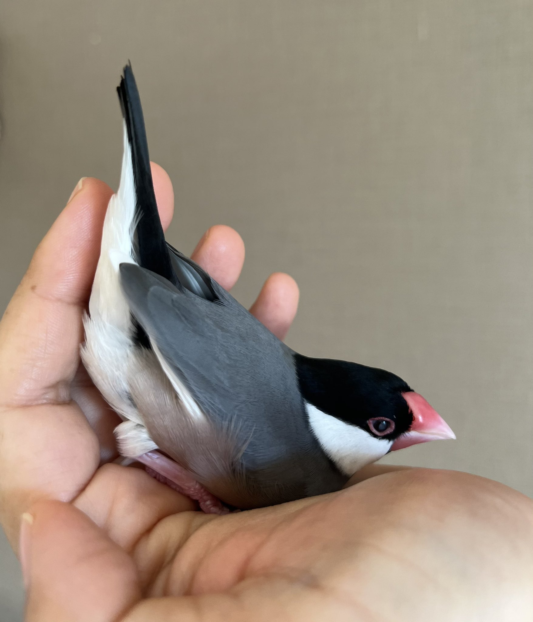 【comatema : 即購入可◎】ことりのおおきなあそびば 鳥 トキ ぬいぐるみ マスコット アミューズ AMUFUN ぷちまる DX