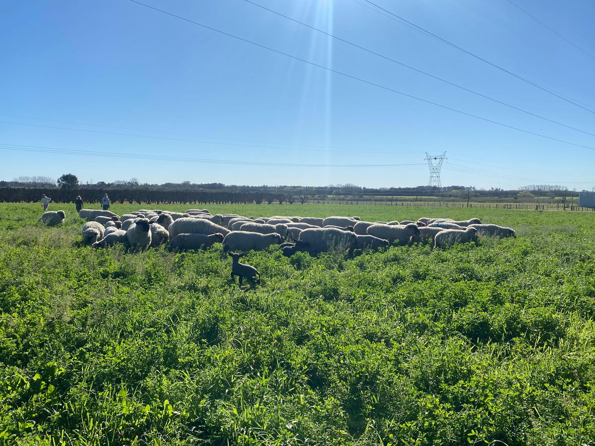 Bbuen dia Orientales; 14grados por estas latitudes ¡ vamos!
