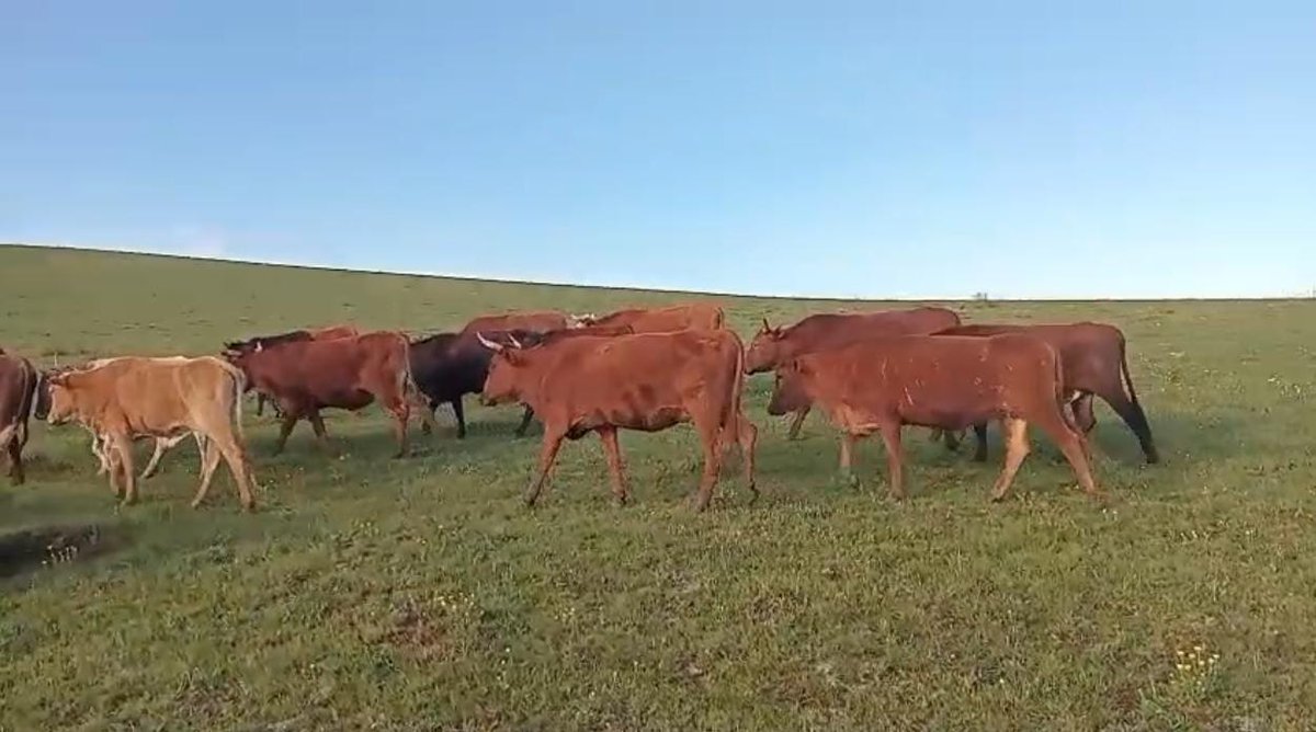 SAPoliceService's tweet image. #sapsEC Two suspects, aged between 41 and 34, appeared before the Ngcobo Magistrate’s Court on Wednesday, 01/10, facing allegations of possession of suspected stolen livestock valued at more than R150 000.

On 30/09, Ngcobo swiftly operationalised a #TipOff which resulted in the…