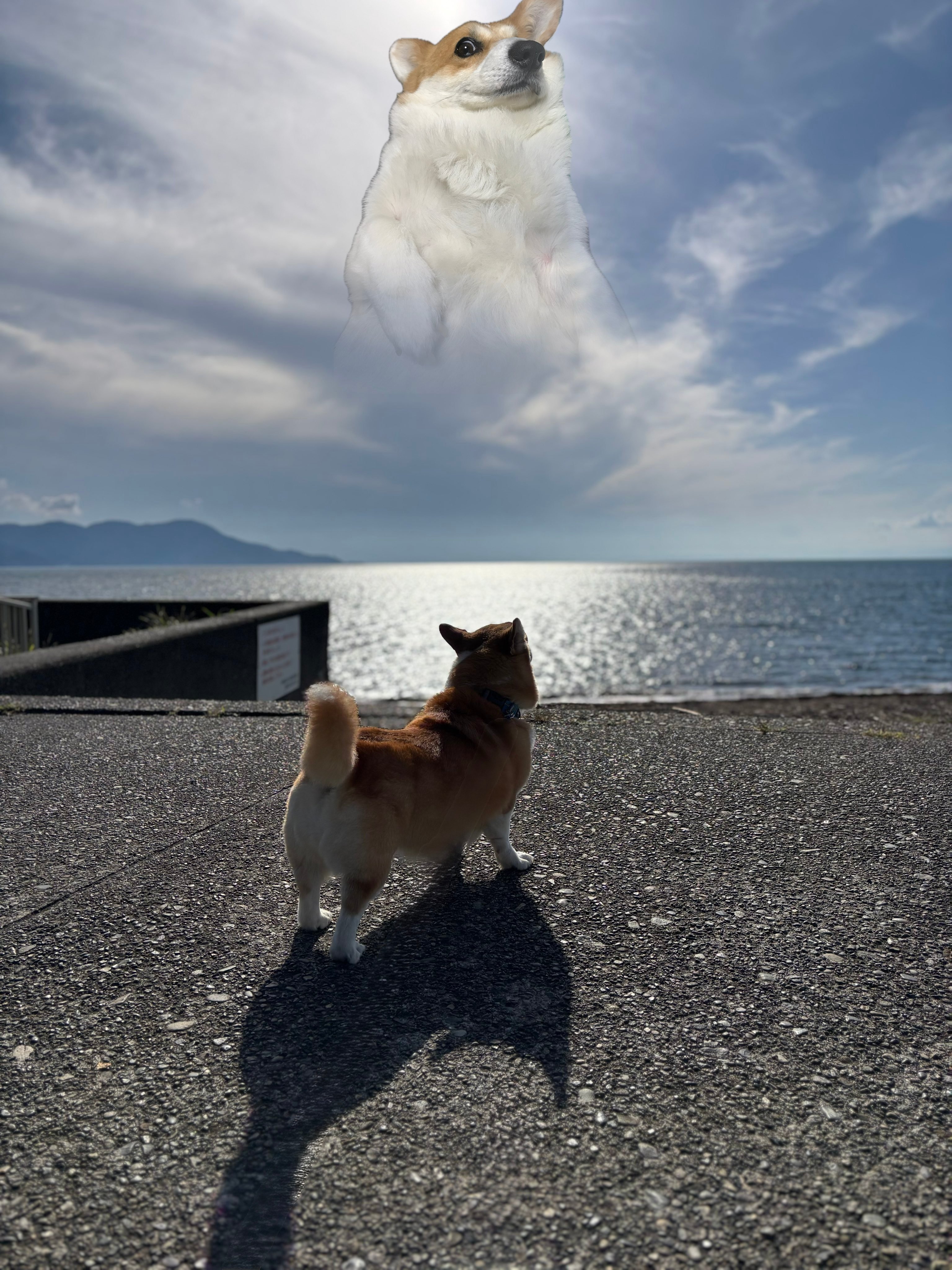 OVER THE DOGS 夕方ガタガタ19 CD オバ犬 Yahoo!オークション - OVER THE DOGS 夕方ガタガタ19 CD オバ犬