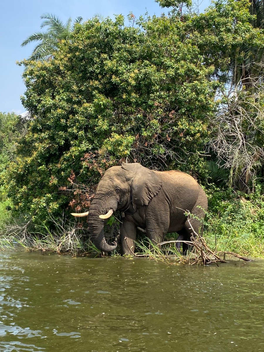 oliveerakoze's tweet photo. Suppose I wasn’t born African and in Africa… truth is, I’d be sincerely jealous of y'all 🥹
#Africa  #NatureBeauty #wildlifephotography #wildlife https://t.co/K0NwZife7k