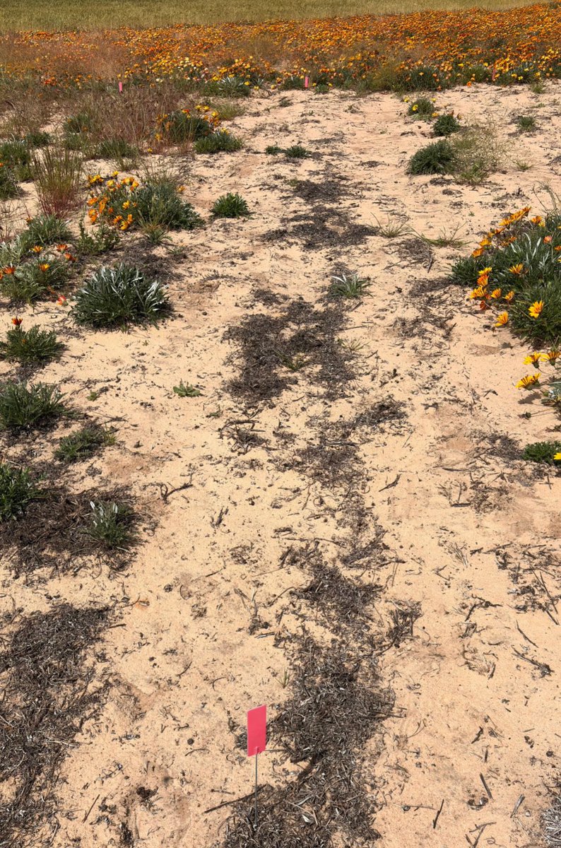 babarshahzad221's tweet photo. Great week at our gazania trial site in Arno Bay, SA ๐พ
Fantastic to share research with growers & agronomists on herbicide options for gazania control.
Thanks to @theGRDC for funding & #NutrienAg Cleve for support!
#AgResearch #Weeds #GRDC #gazania https://t.co/Xz1pcG2xaj