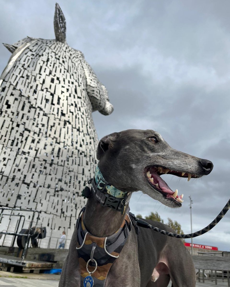 Blue Nial 💙 | 🌈 Diamond Jet 💎 tweet media