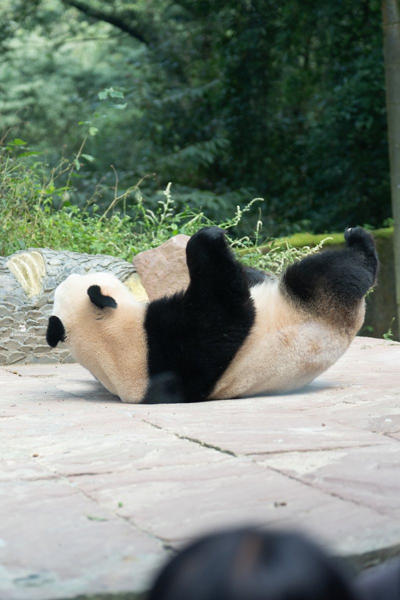 パンダのミャオミャオ パンダのミャオミャオ Everyday Panda】「MEN'S PANDA