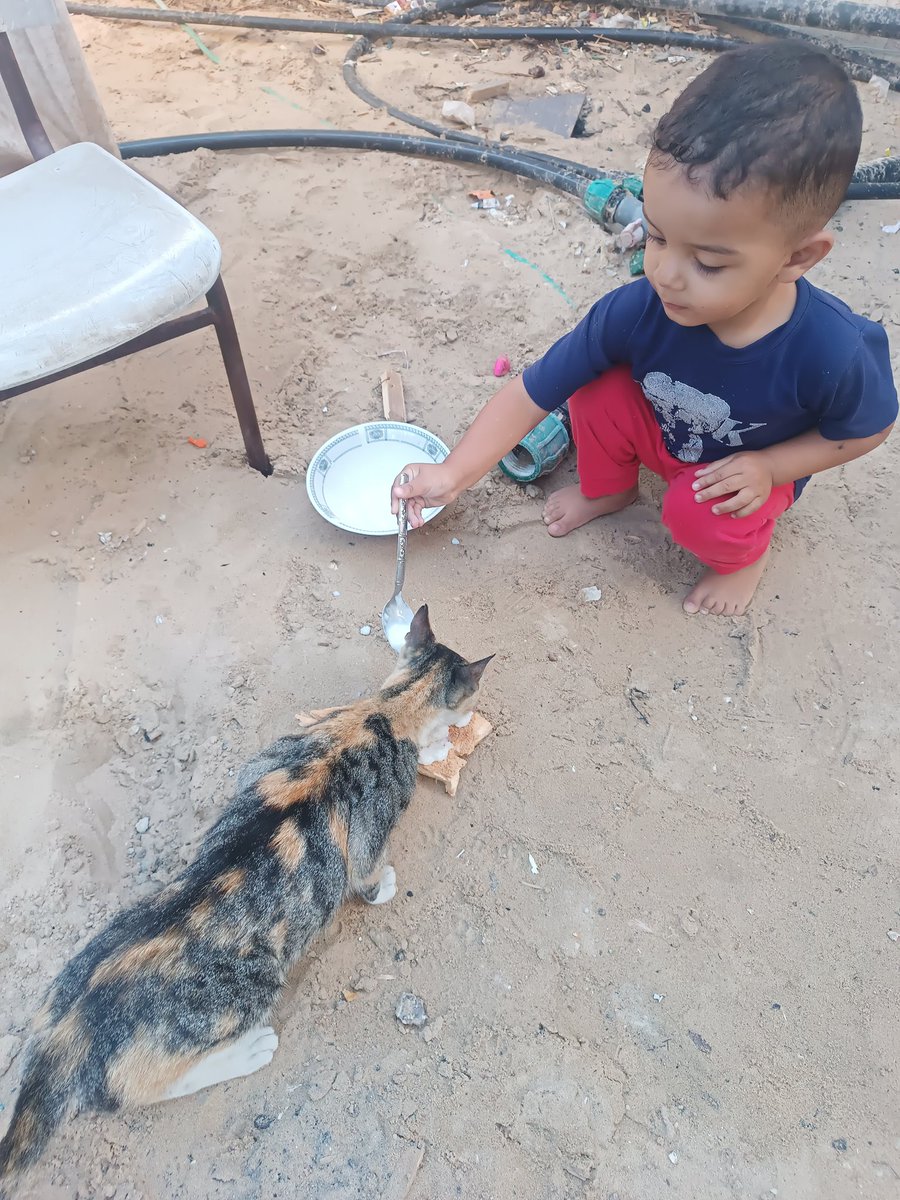 Maram_osama210's tweet image. My little boy never eats before feeding his cat (Lili) first 💔🐾. Even under siege and destruction, his pure heart teaches us the meaning of mercy and sharing. Please help us survive 🙏 
chuffed.org/project/151315…
#Gaza #HelpChildren #Humanity #SaveLives #CatsOfTwitter #Animals &quot;