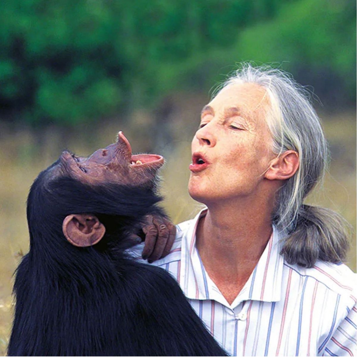We at Ol Pejeta are deeply saddened by the passing of Dr. Jane Goodall, a visionary scientist and tireless advocate for the natural world.

Thread 👇