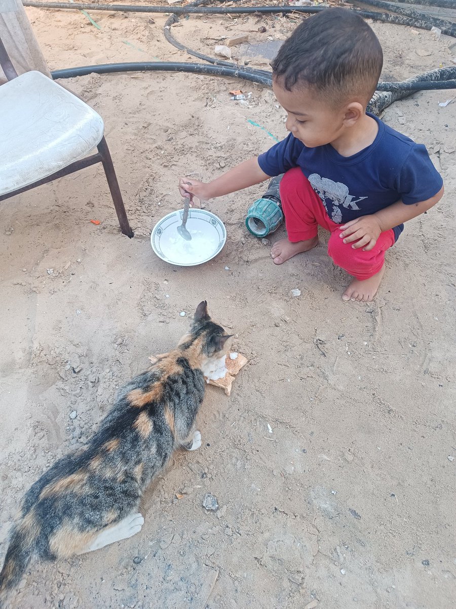 Maram_osama210's tweet image. My little boy never eats before feeding his cat (Lili) first 💔🐾. Even under siege and destruction, his pure heart teaches us the meaning of mercy and sharing. Please help us survive 🙏 
chuffed.org/project/151315…
#Gaza #HelpChildren #Humanity #SaveLives #CatsOfTwitter #Animals &quot;