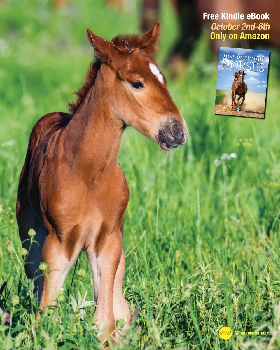 Experience the beauty and power of horses in over 140 breathtaking photos.

Download the Kindle edition FREE from October 2–6, only on Amazon.

Click here: amazon.com/dp/B0FPDMPBP2