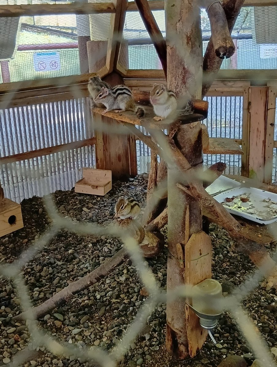 nipanipa128's tweet image. 念願の加茂公園にリスちゃんに会いに行ってきました!
リスちゃんは雨に弱く
犬や猫のように濡れた体を
ブルブルッとできないそうで
早朝雨模様だったため
今日はお戯れできず🥹
変わりに?蚊5匹ほどとお戯れ🦟
蚊め!私はさぞやうまかろう🤯
#加茂公園
#リベンジしたい
#柵越しのりすちゃん